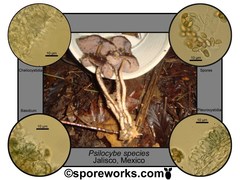 Psilocybe zapotecorum