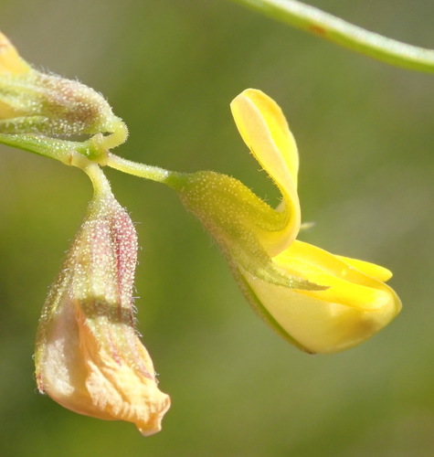 Image of Rhynchosia capensis by (c) Nicola van Berkel, some rights reserved (CC BY-SA)