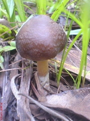 Psilocybe caerulescens