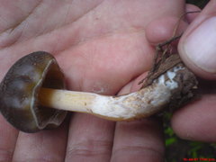 Psilocybe caerulescens
