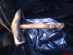 Psilocybe caerulescens