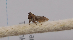 Microcentrus perditus