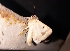 Heliothis nubigera