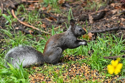 Abert's Squirrel photographed in New Mexico