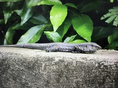 Ameiva fuliginosa