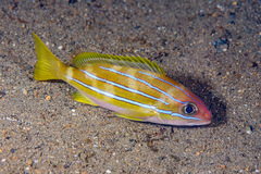 Bengal Snapper photo 2