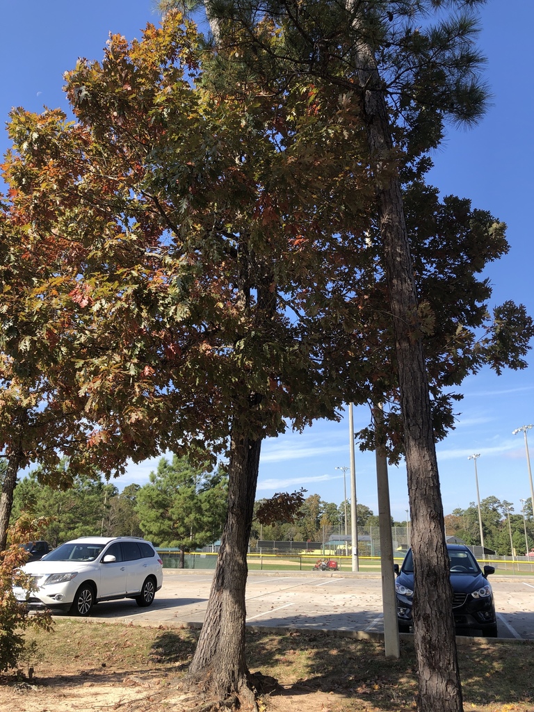 white oak from Carl Barton Jr. Park, Conroe, TX, US on November 20