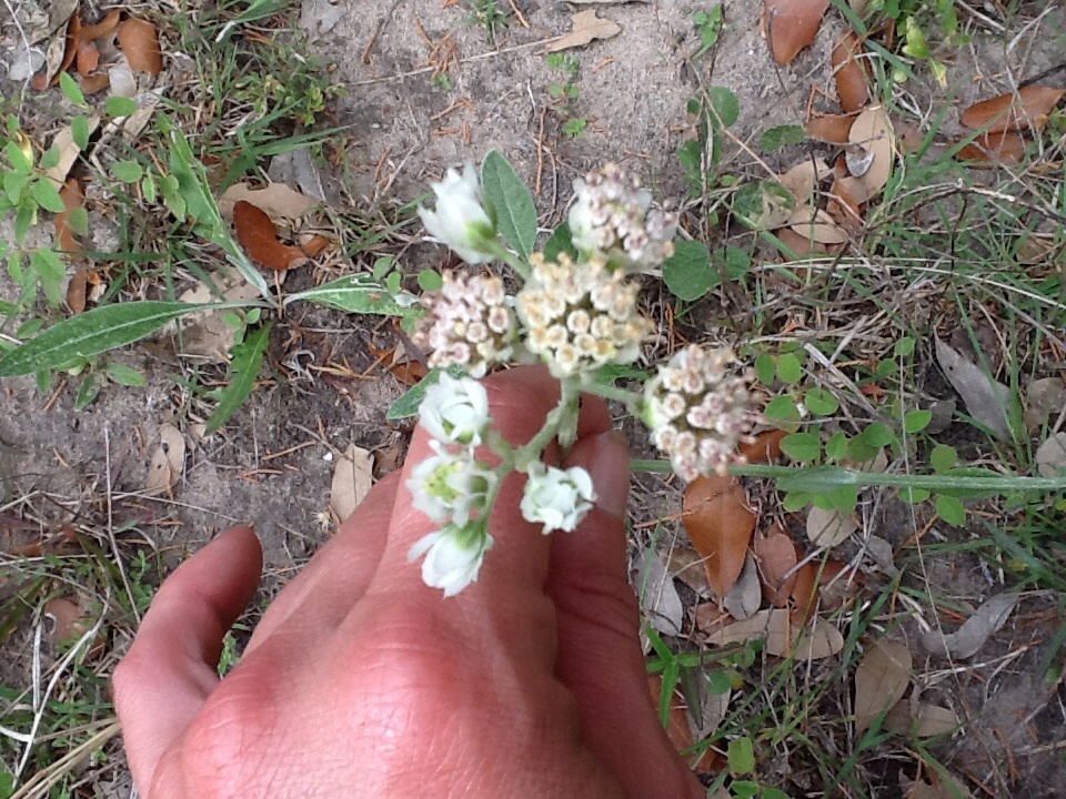 Hymenopappus artemisiifolius var. riograndensis