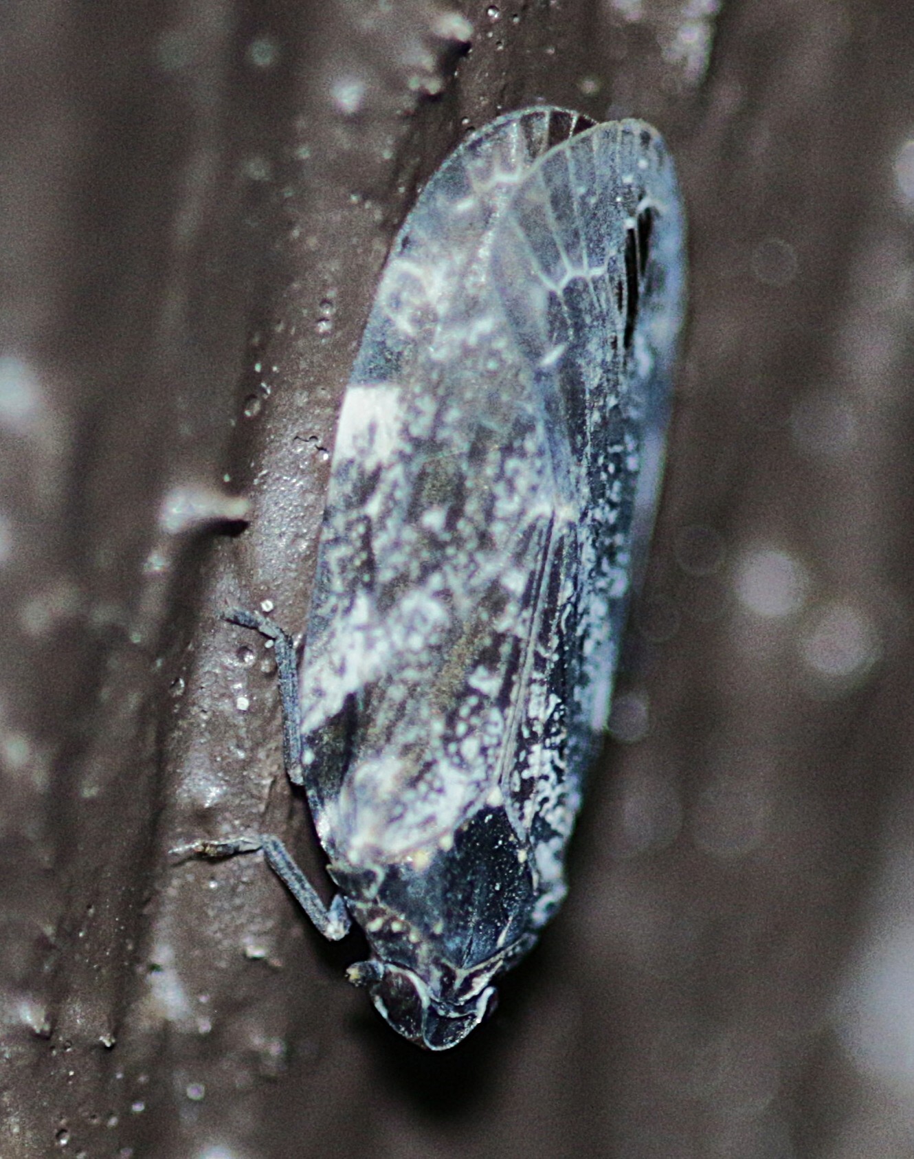 Cixidia confinis