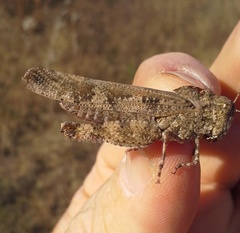 Spharagemon cristatum