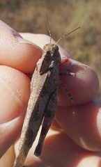 Spharagemon cristatum