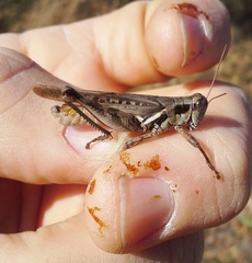 Melanoplus bispinosus