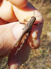 Melanoplus bispinosus