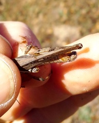 Melanoplus bispinosus