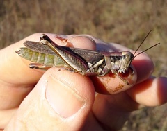 Melanoplus bispinosus
