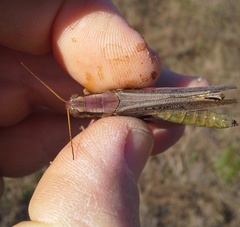 Melanoplus bispinosus