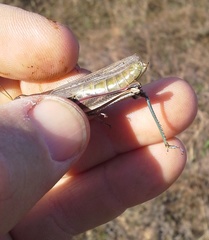 Melanoplus bispinosus