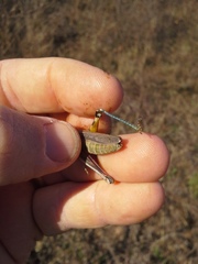 Melanoplus bispinosus