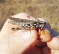 Melanoplus bispinosus