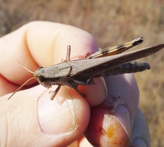 Melanoplus bispinosus