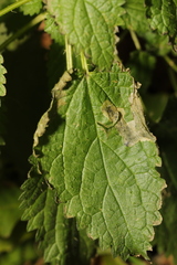 Agromyza anthracina
