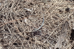 Pholidoscelis auberi