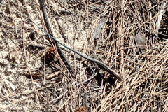 Pholidoscelis auberi