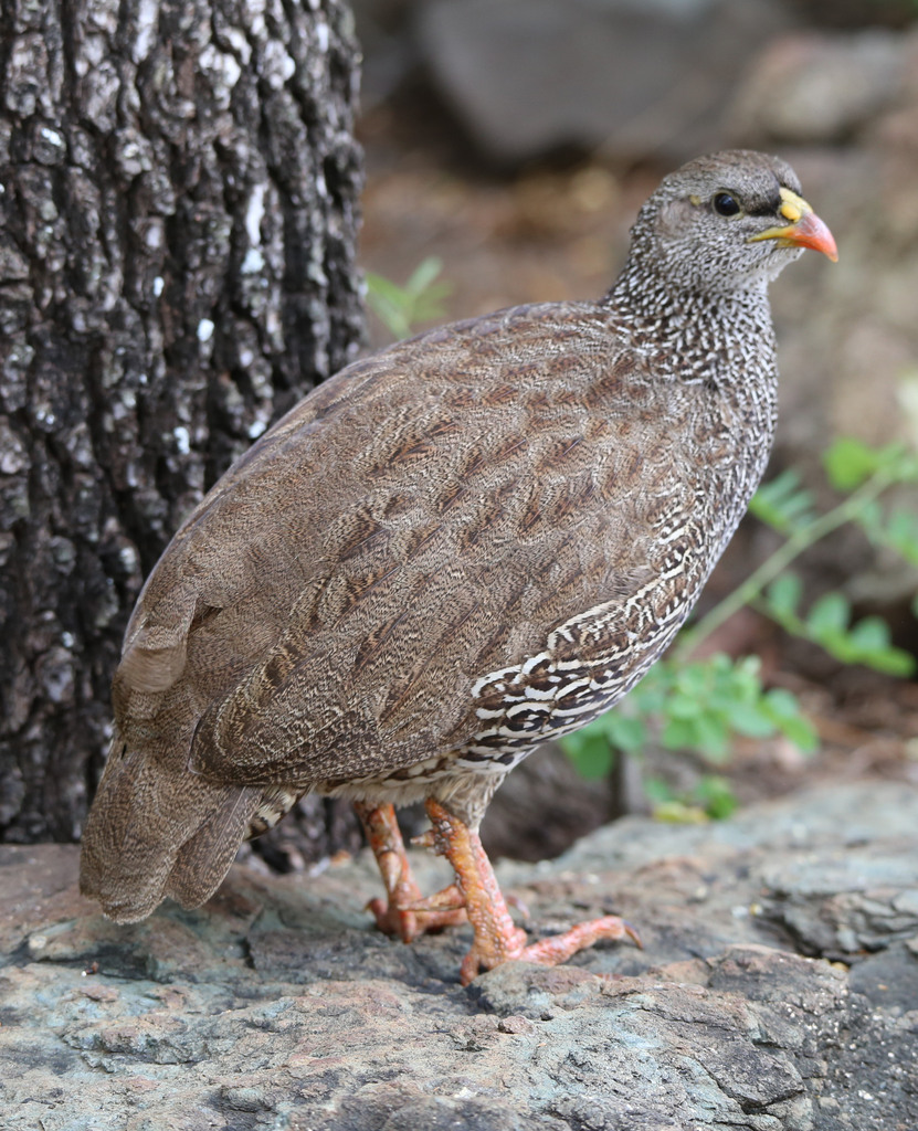 Natal Spurfowl photo