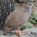 Natal Francolin - Photo (c) maritzasouthafrica, some rights reserved (CC BY-NC), uploaded by maritzasouthafrica