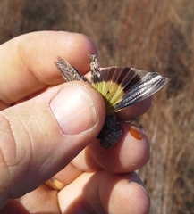 Spharagemon cristatum