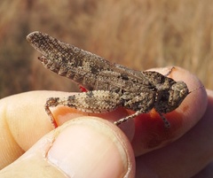 Spharagemon cristatum