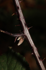 Rubus elegantispinosus