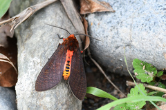 Mazaeras francki