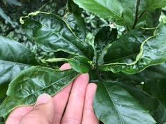 Aceria melicyti