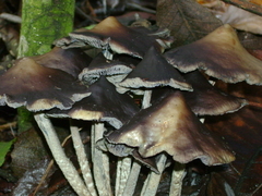 Psilocybe zapotecorum