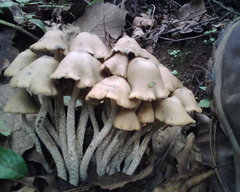 Psilocybe zapotecorum