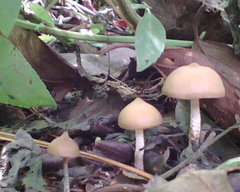 Psilocybe zapotecorum