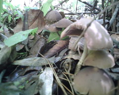 Psilocybe zapotecorum
