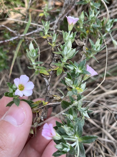 Viviania albiflora