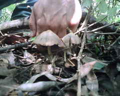Psilocybe zapotecorum