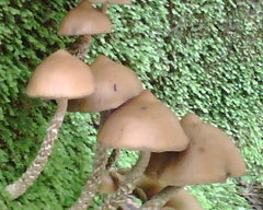Psilocybe zapotecorum