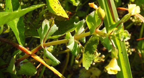 Texas Monkeyflower (Erythranthe inamoena)