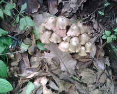 Psilocybe zapotecorum