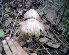 Psilocybe zapotecorum