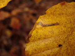 Stigmella hemargyrella