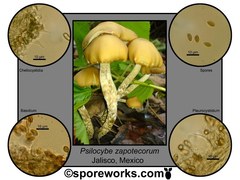Psilocybe zapotecorum