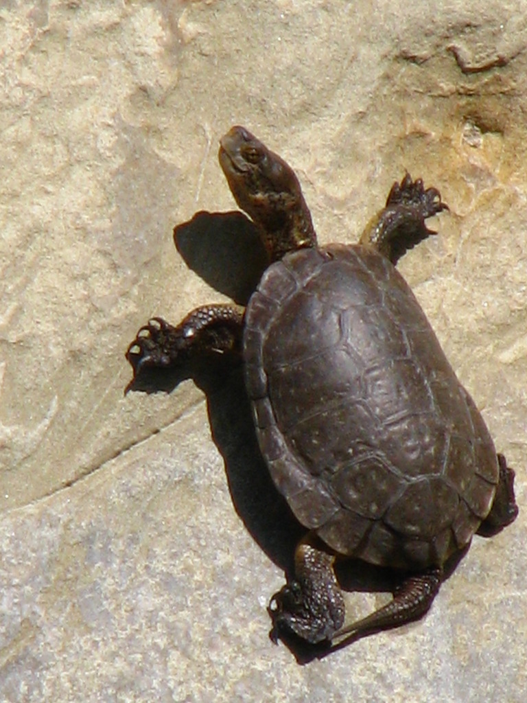 Southwestern Pond Turtle in April 2010 by Zack Abbey. Western Pond ...