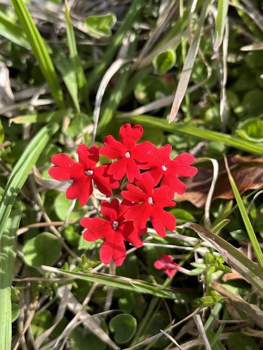 Peruvian Mock Vervain