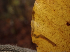 Stigmella hemargyrella