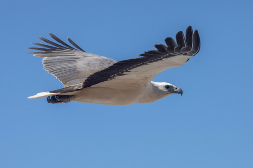 White-bellied Sea-Eagle, photo 5 of 7